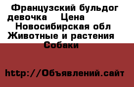 Французский бульдог девочка  › Цена ­ 12 000 - Новосибирская обл. Животные и растения » Собаки   